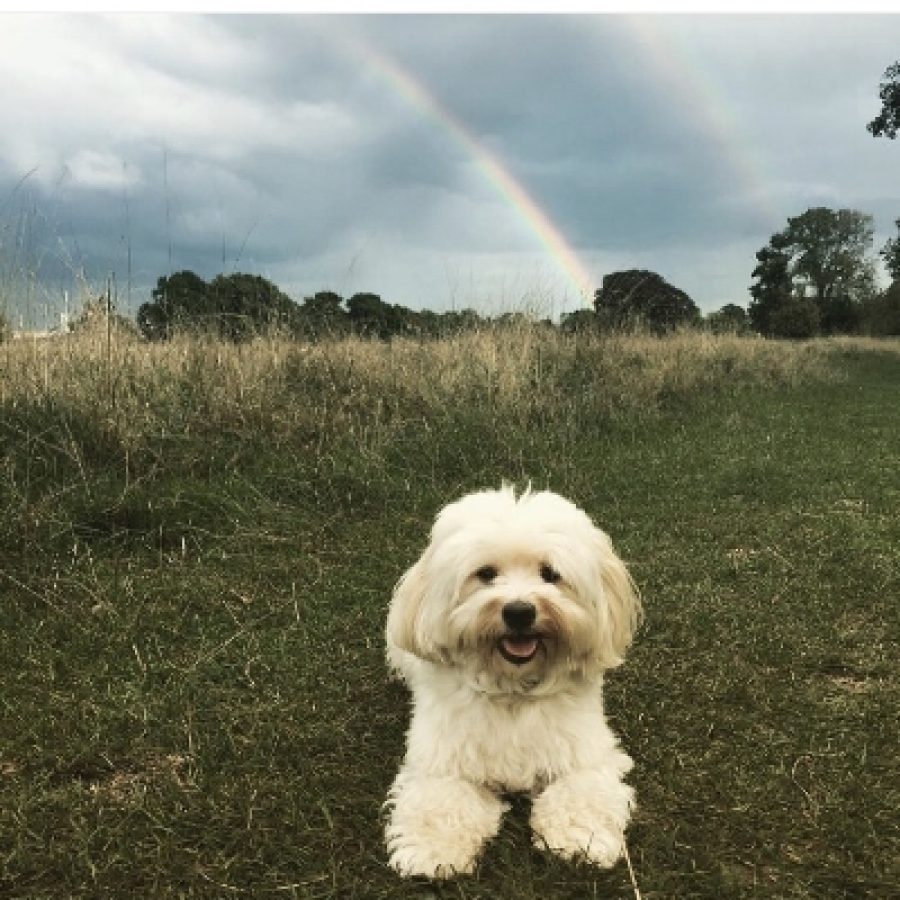 Alfie (Havanese)