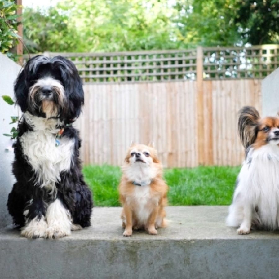 JD (Tibetan Terrier)