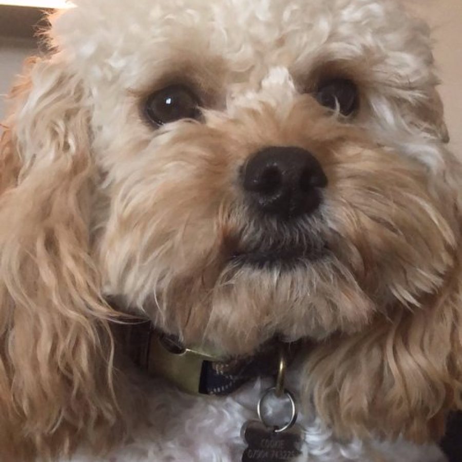 Cookie (Cavapoo)