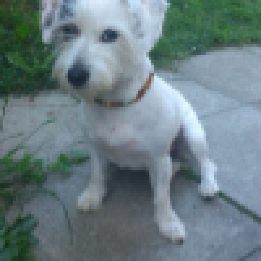 Bella (Jack Russell x Bichon)