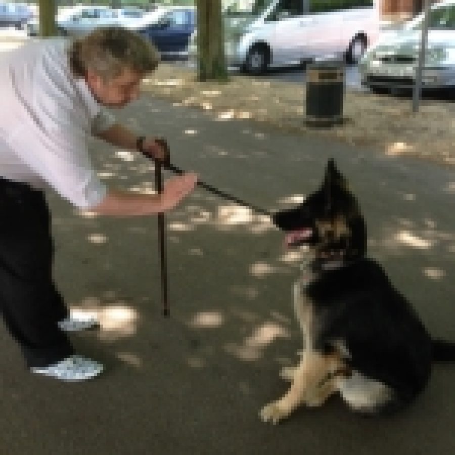 Maggie (German Shepherd)