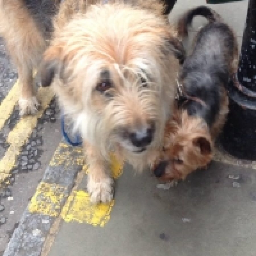 Paddington (Yorkshire Terrier)