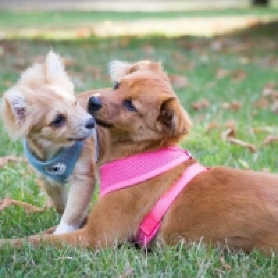 Cassie and Hugo (Pomeranian Cross and Pomeranian)