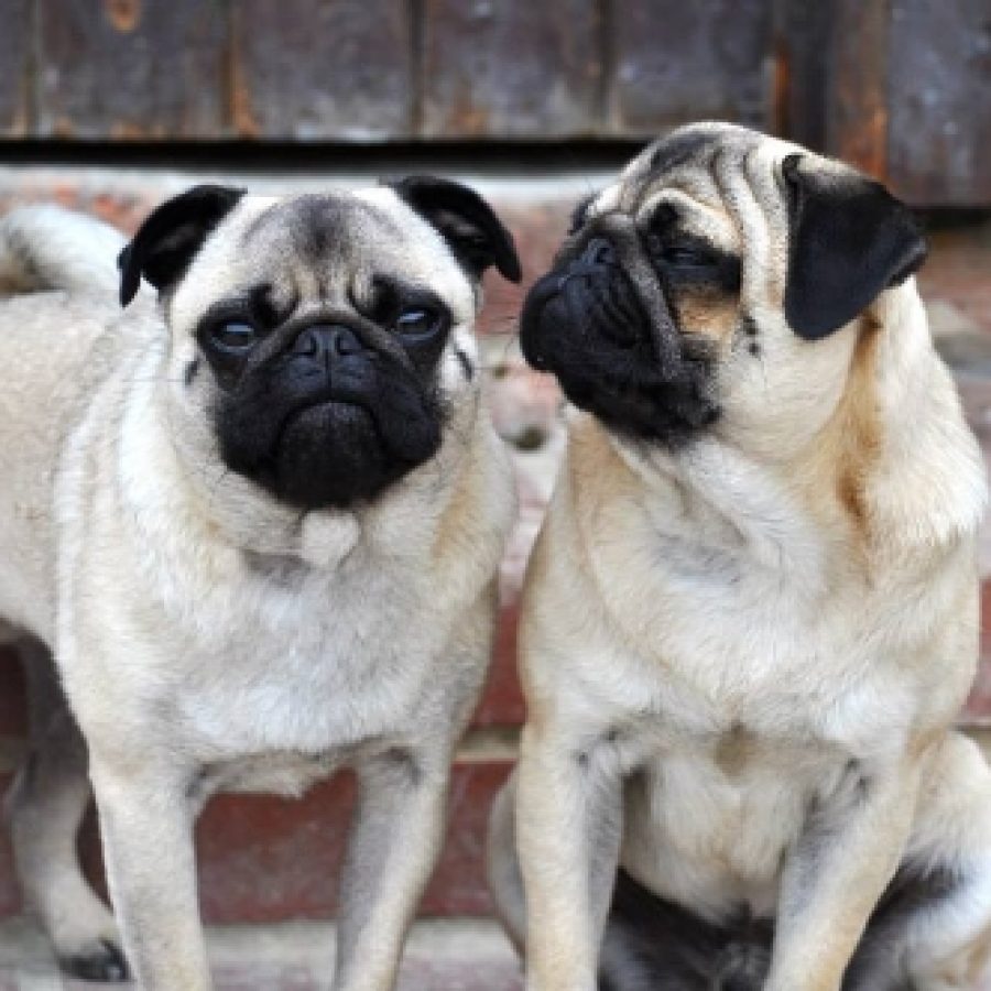 Mort and Maurice (Two Lovely Pugs)