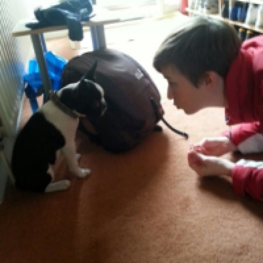 Chaussette (Boston Terrier)