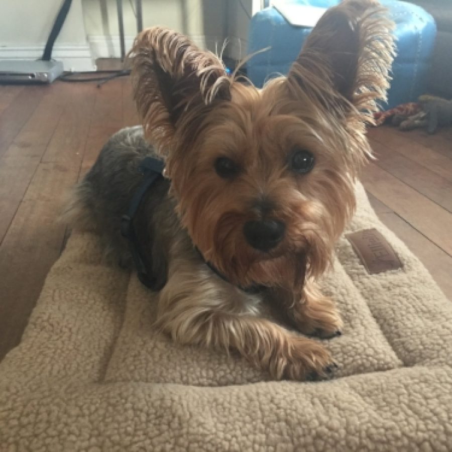 Albie (Yorkshire Terrier)