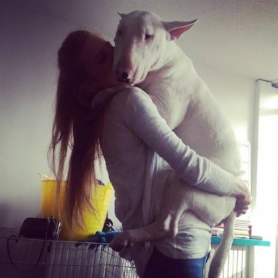 Homer (Bullterrier)